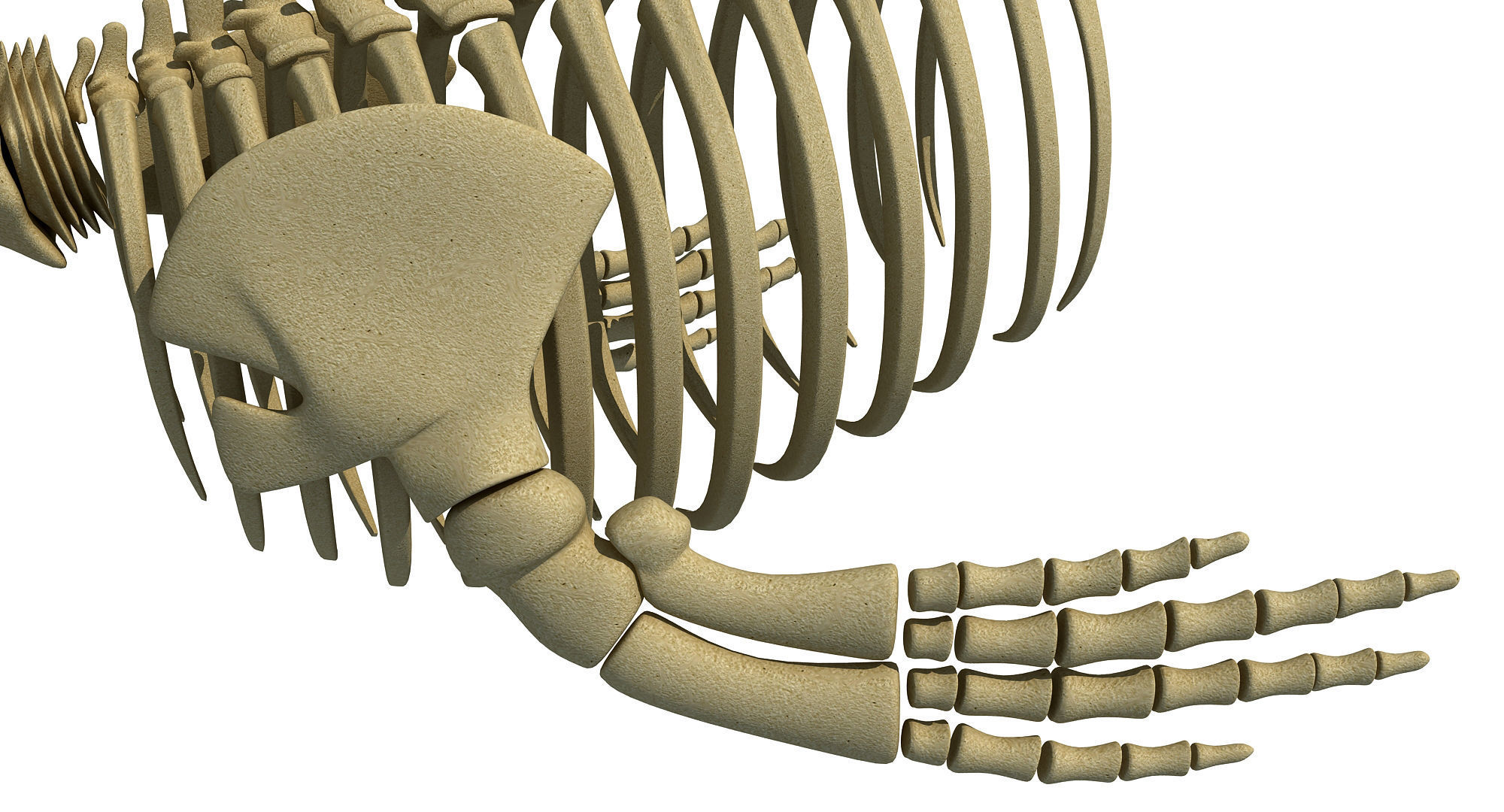 3 Aquatic Animal Skeletons 3D model_36