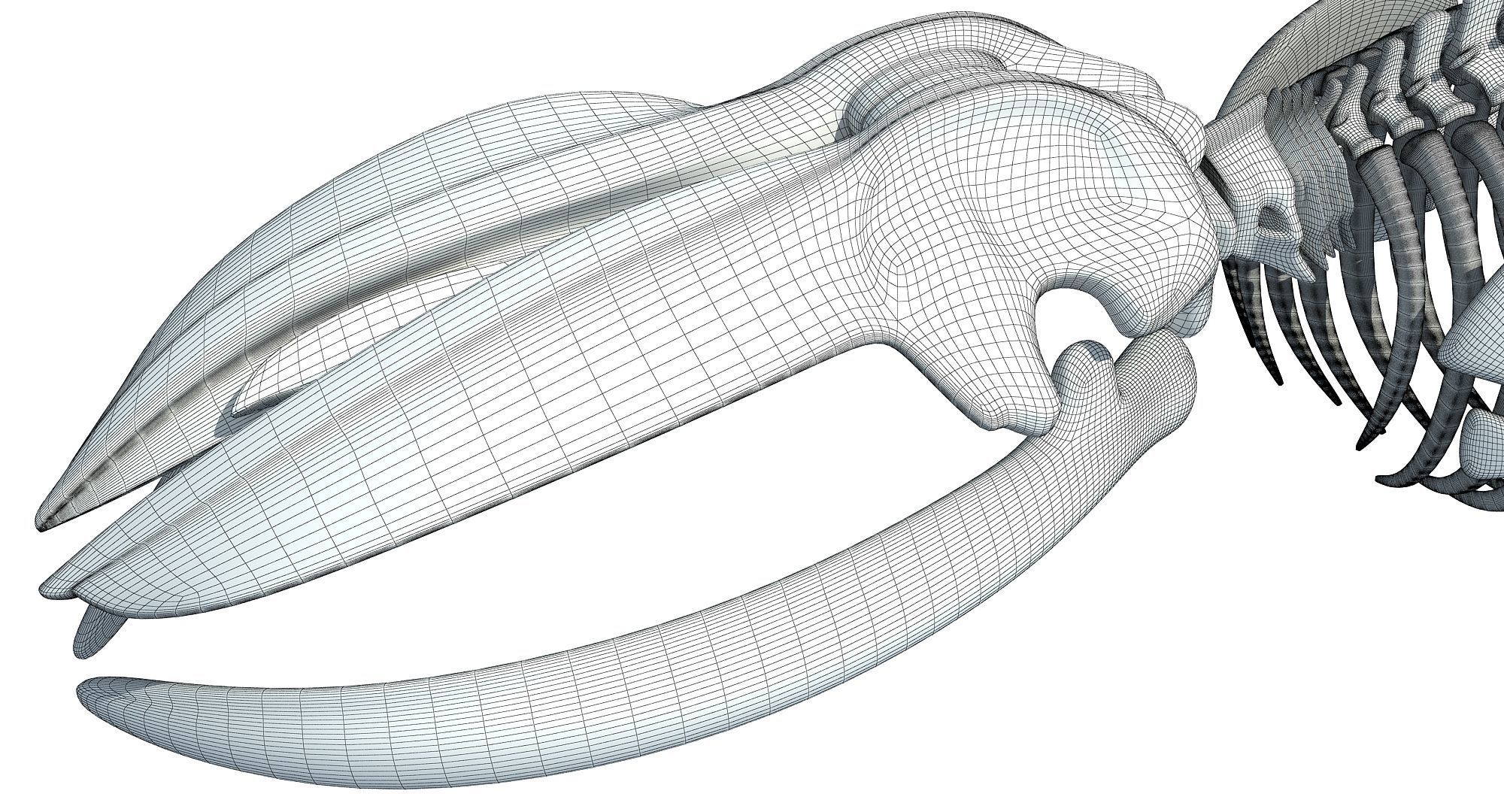 3 Aquatic Animal Skeletons 3D model_42