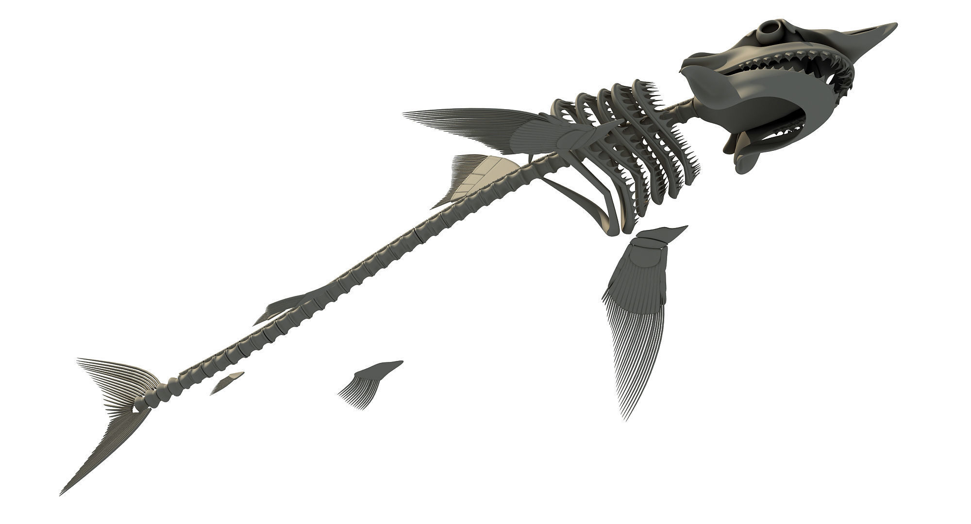 3 Aquatic Animal Skeletons 3D model_15