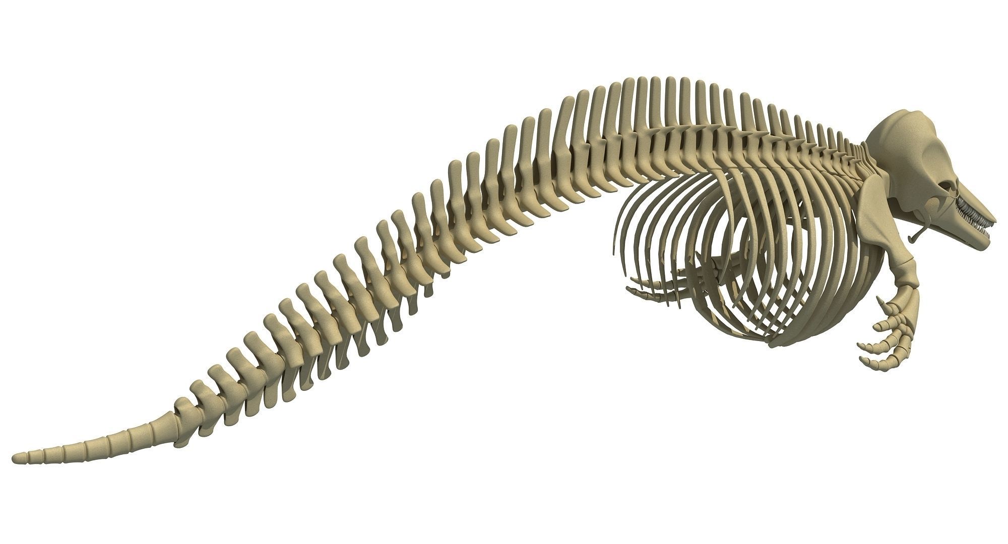 3 Aquatic Animal Skeletons 3D model_20