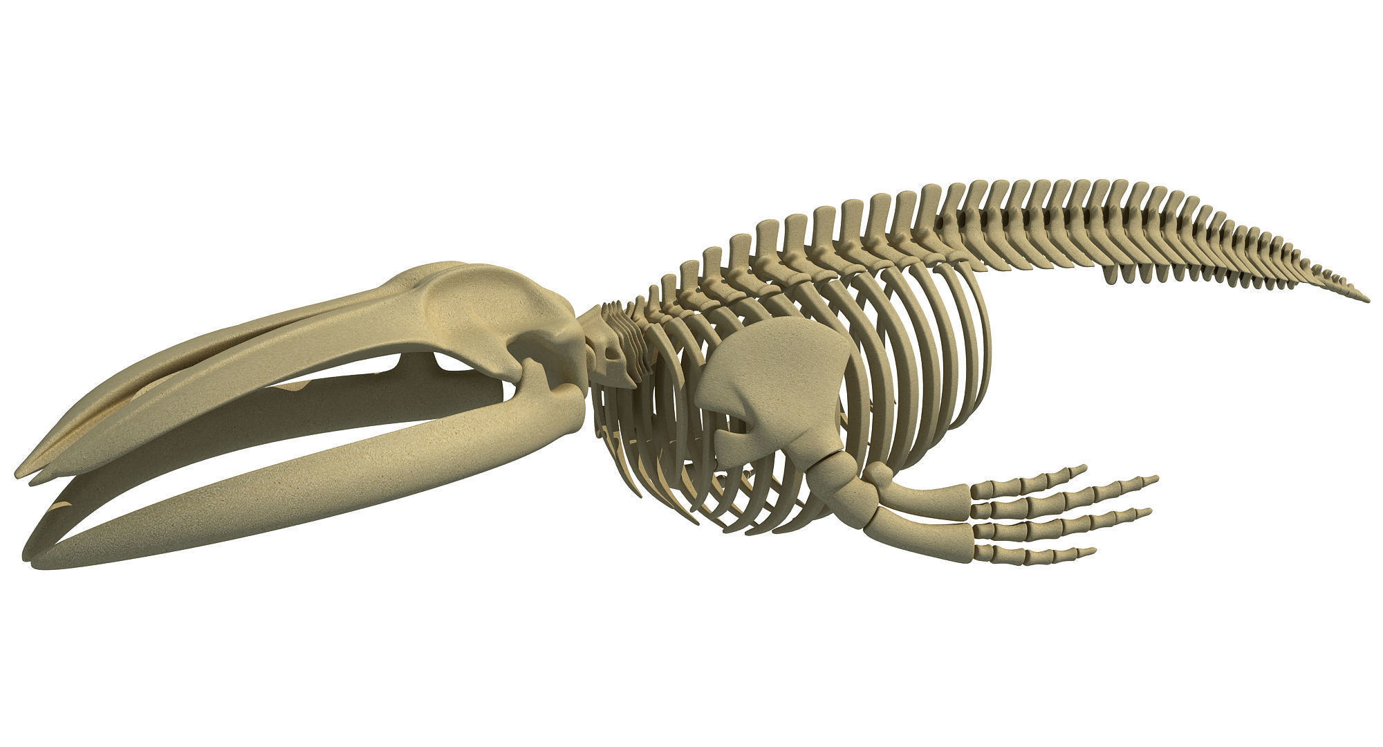3 Aquatic Animal Skeletons 3D model_14