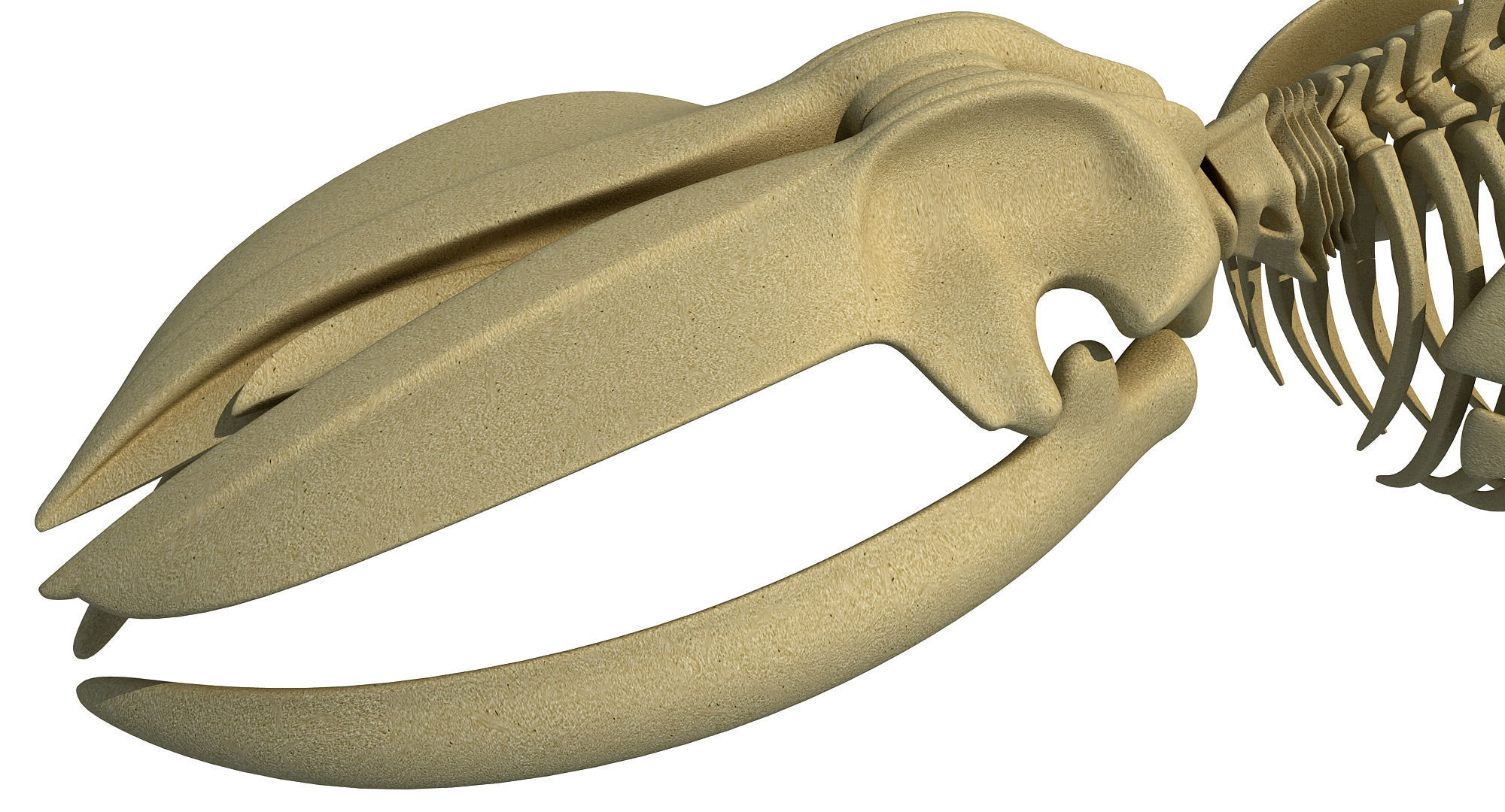 3 Aquatic Animal Skeletons 3D model_26