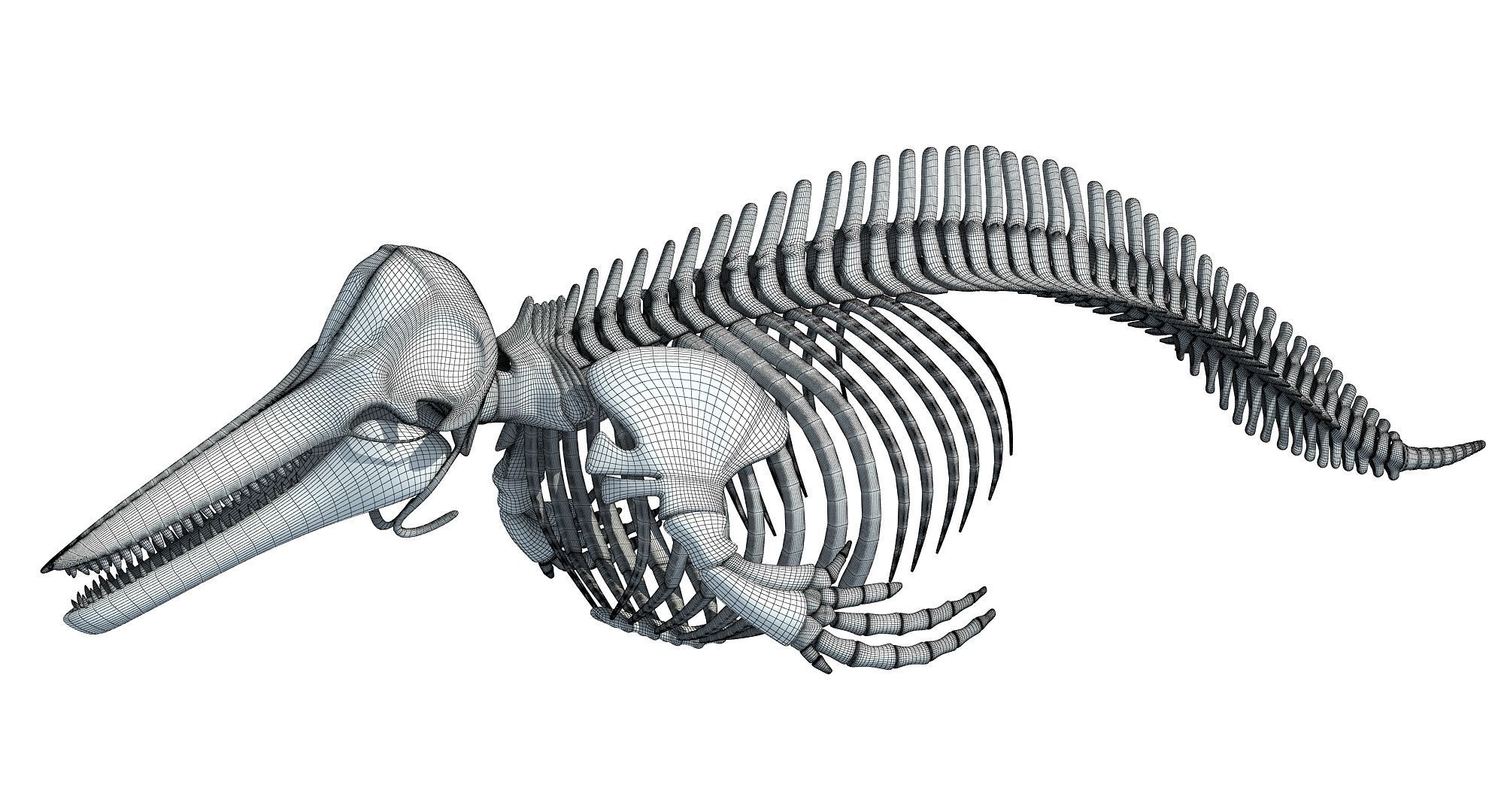3 Aquatic Animal Skeletons 3D model_38