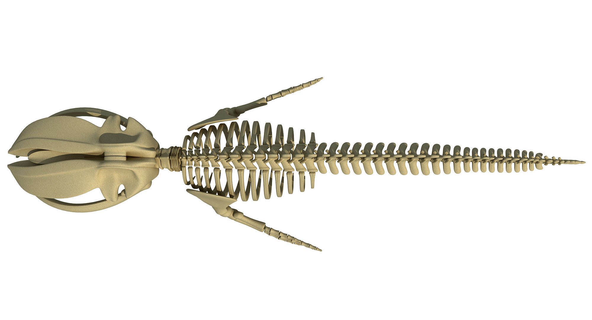 3 Aquatic Animal Skeletons 3D model_5