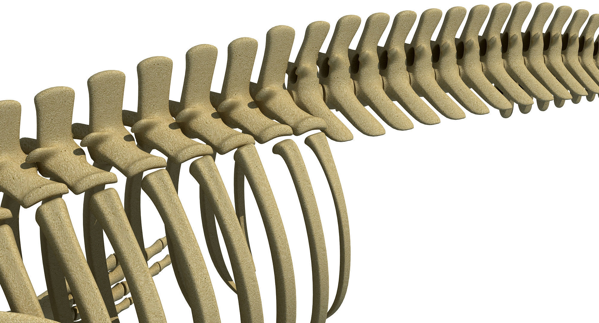 3 Aquatic Animal Skeletons 3D model_27