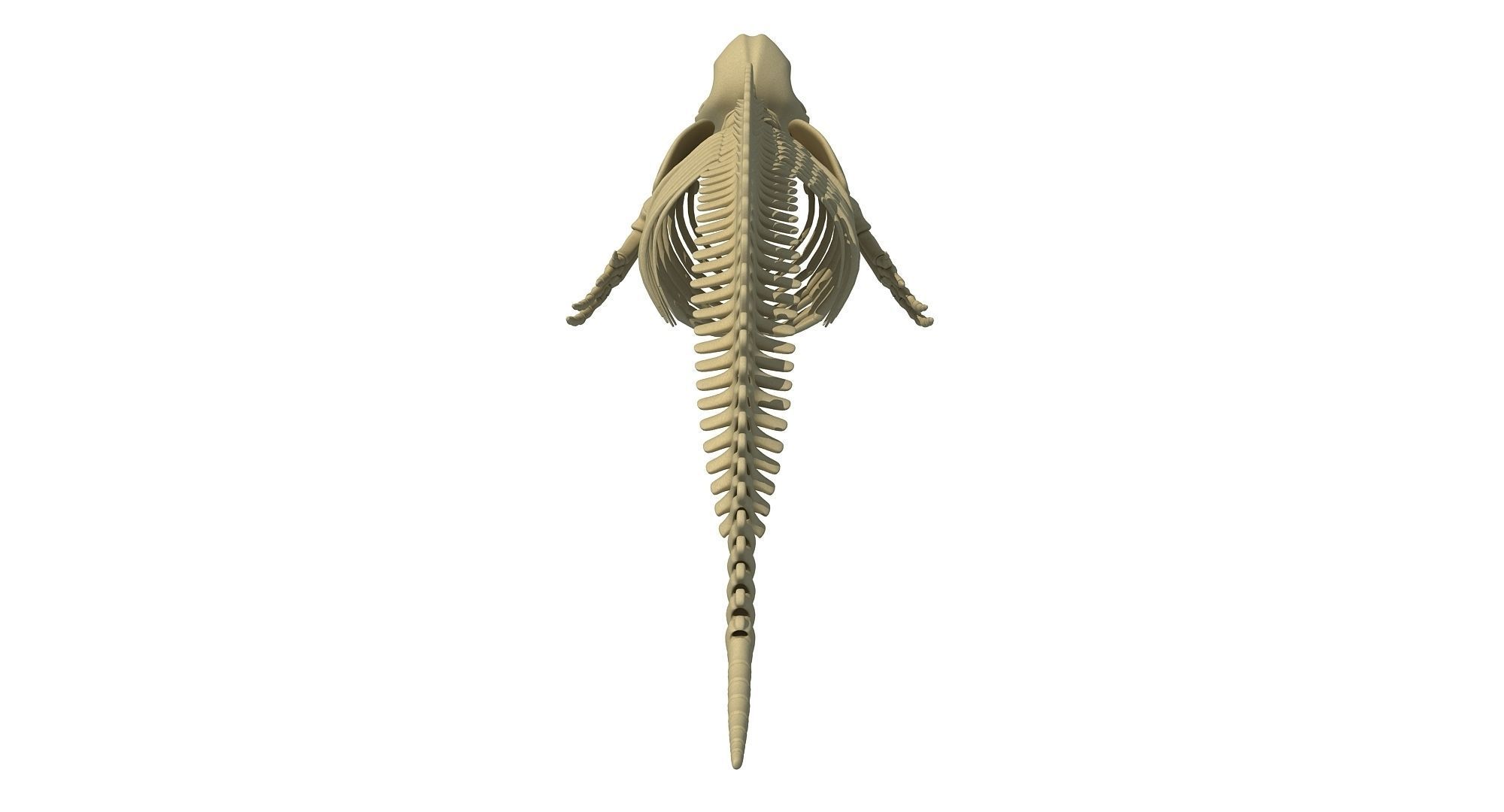 3 Aquatic Animal Skeletons 3D model_9
