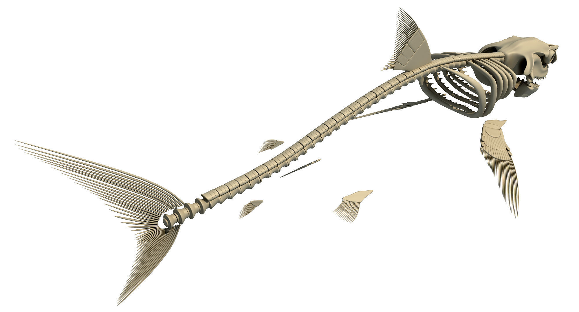 3 Aquatic Animal Skeletons 3D model_18