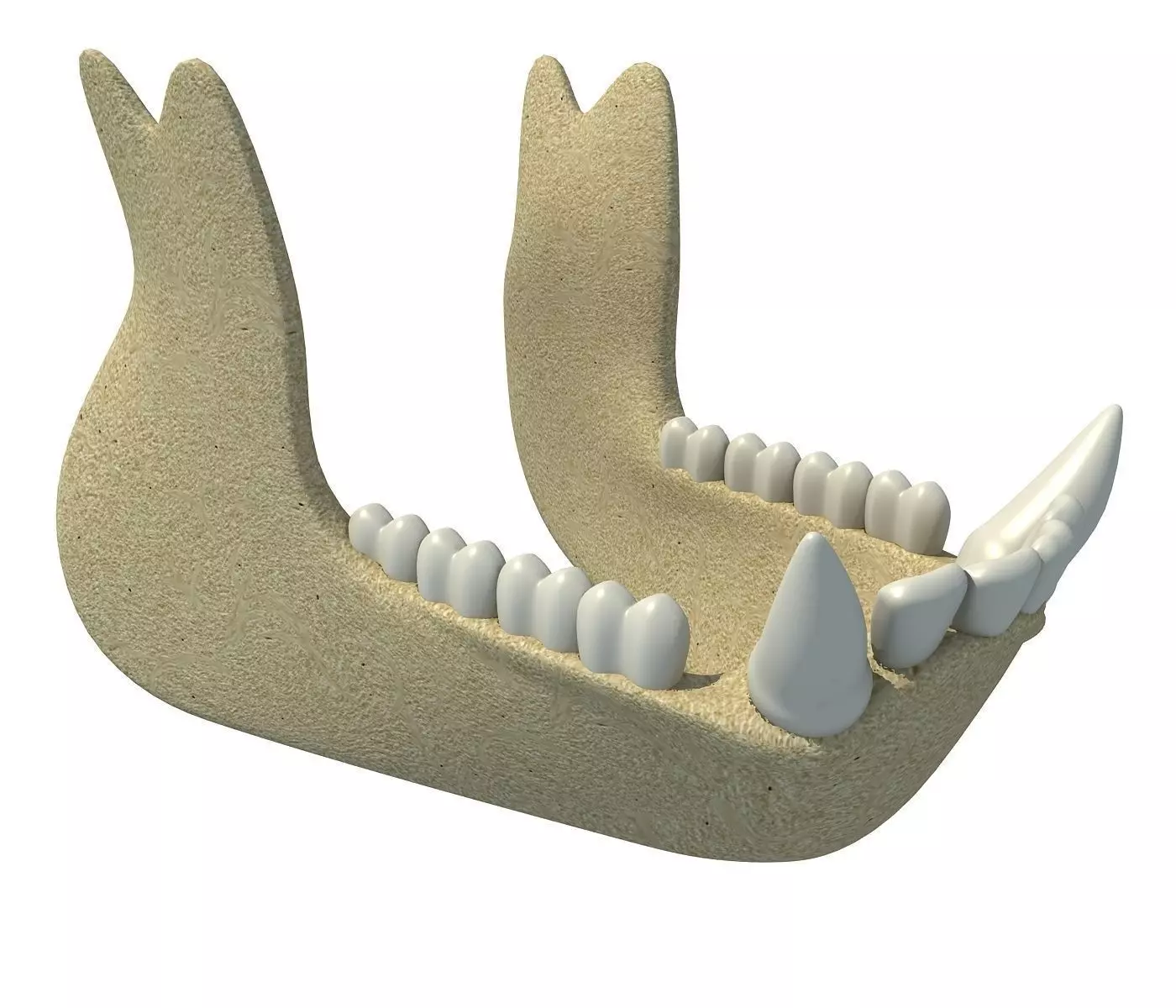 Gorilla Animal jaw 3D model