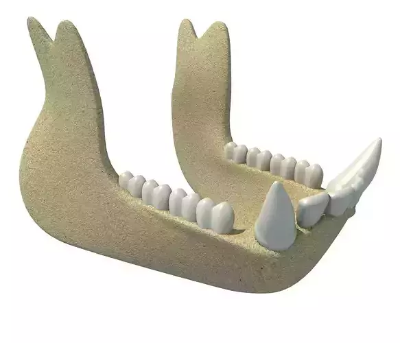 Gorilla Animal jaw 3D model