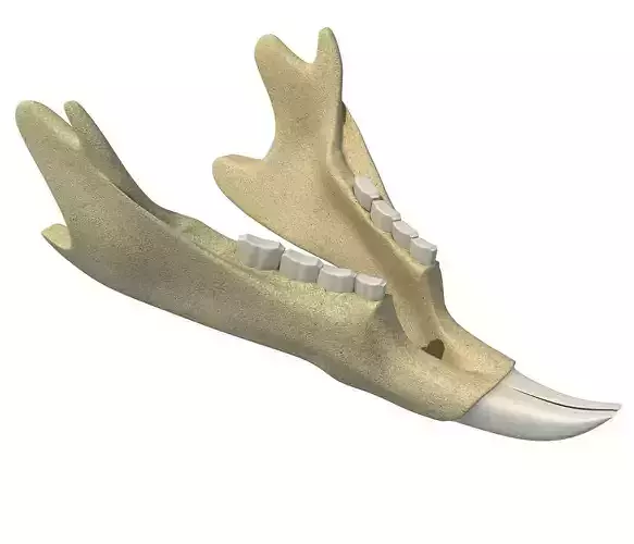 Animal jawbone