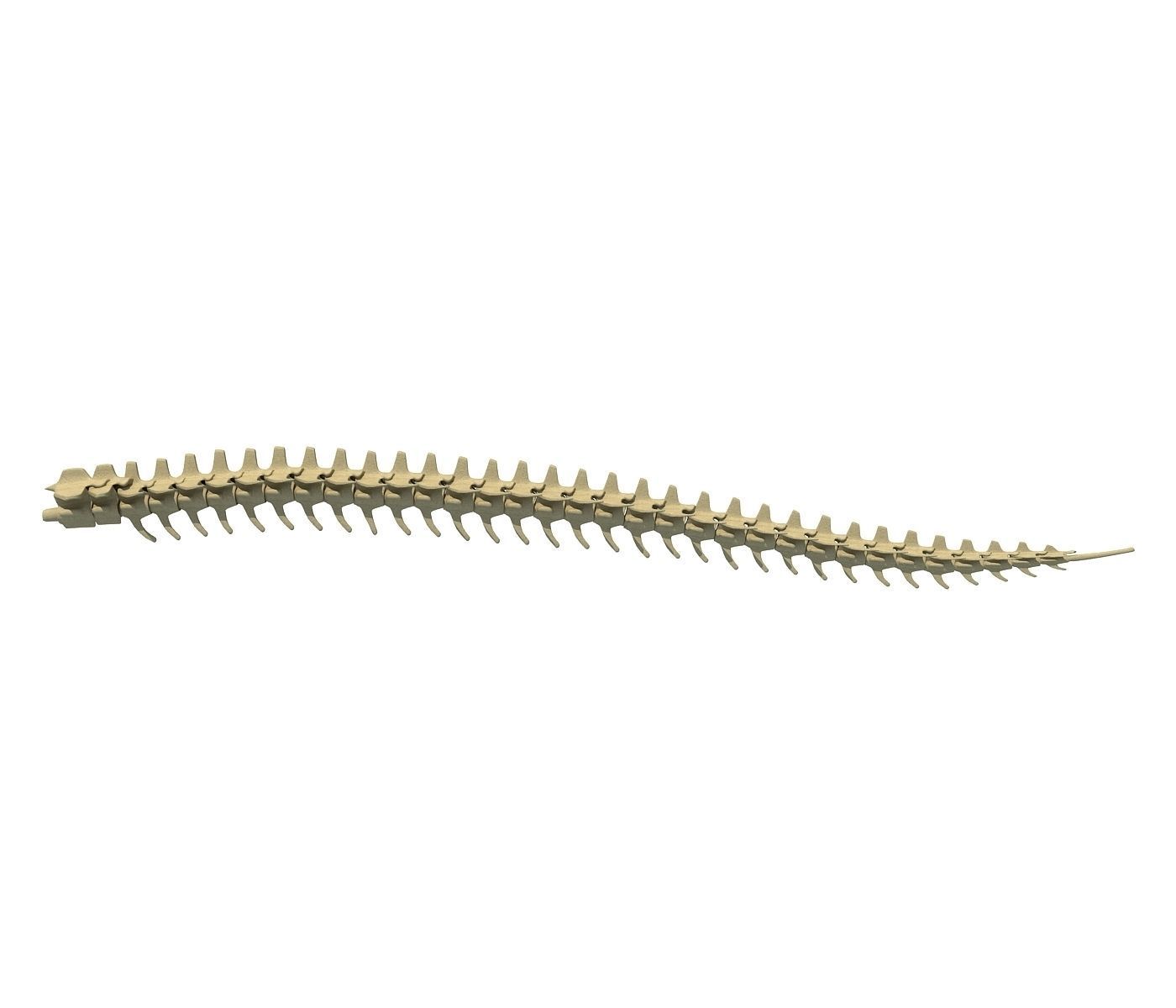 Animal Tail Bones 3D model_4