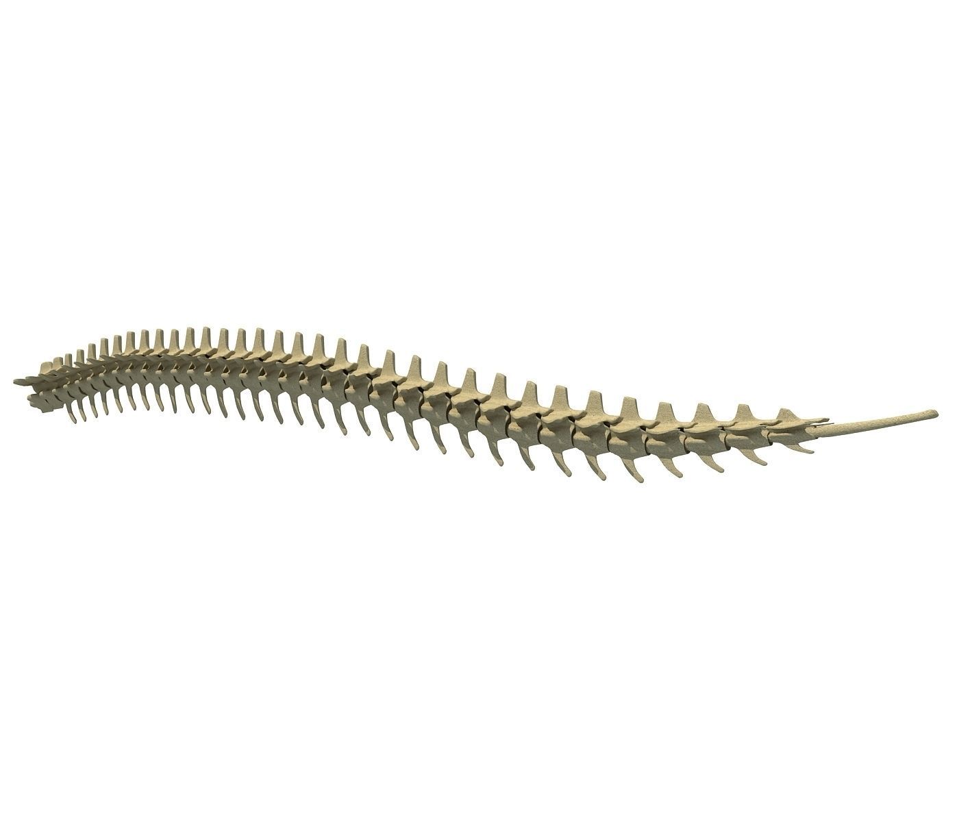 Animal Tail Bones 3D model_2