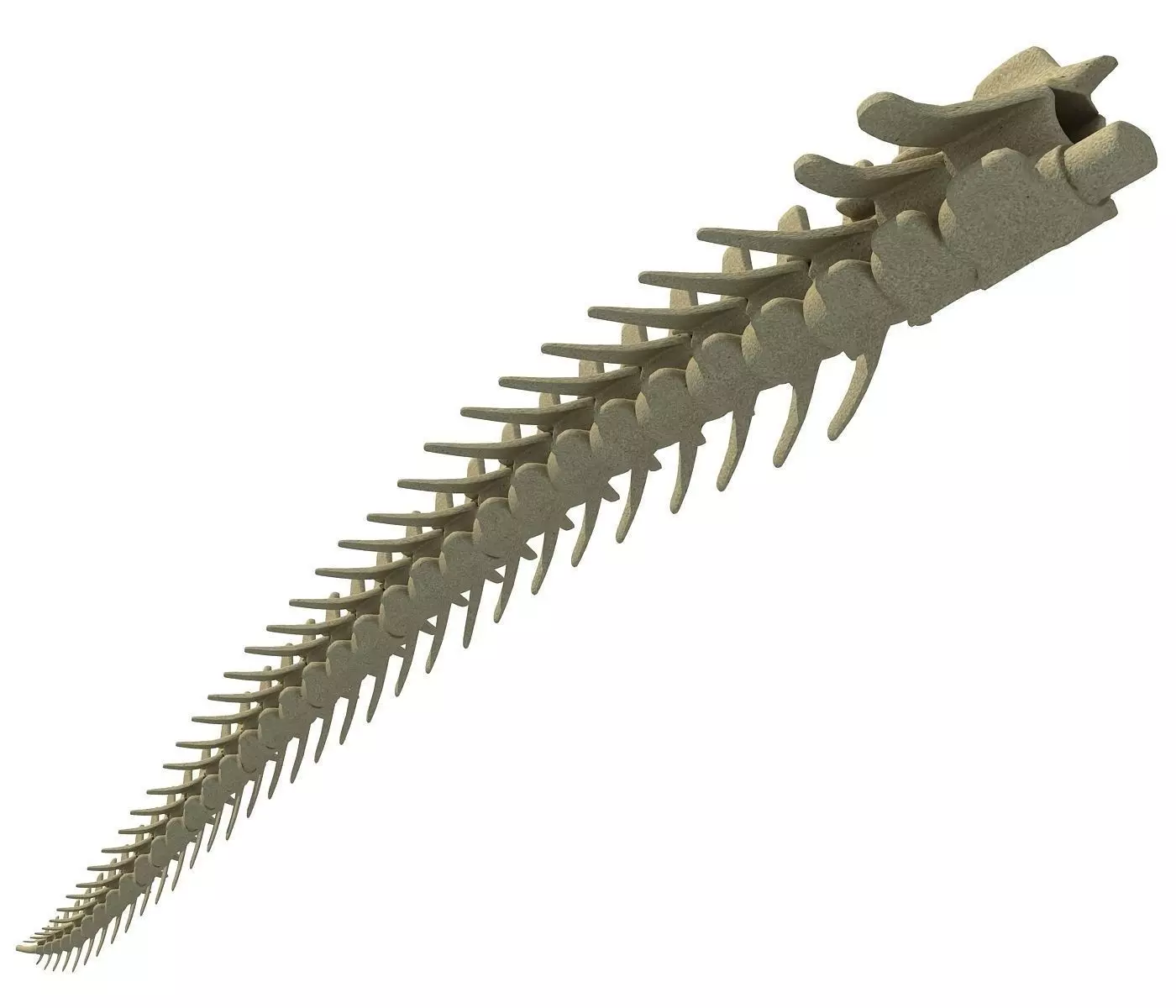 Animal Tail Bones 3D model_0