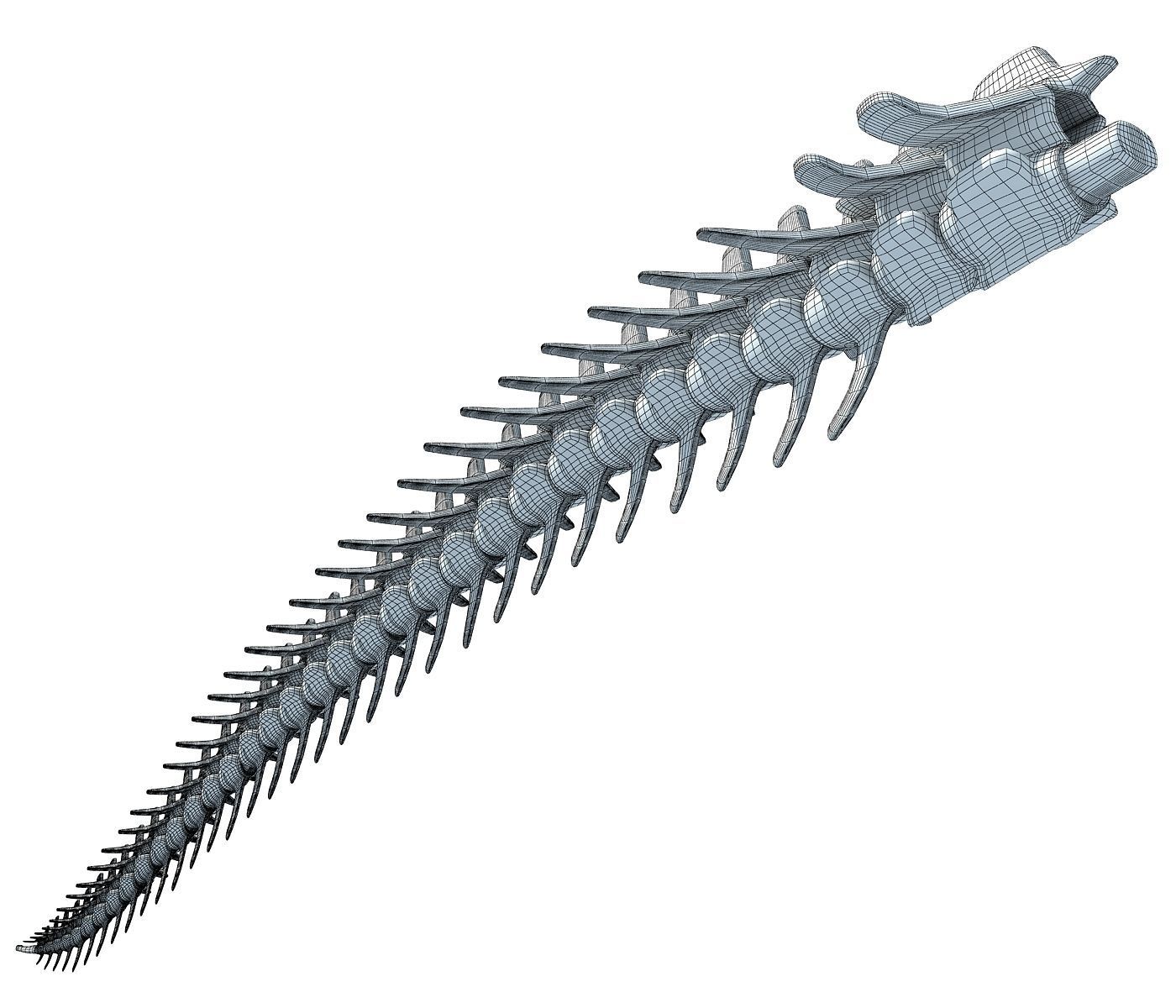 Animal Tail Bones 3D model_6