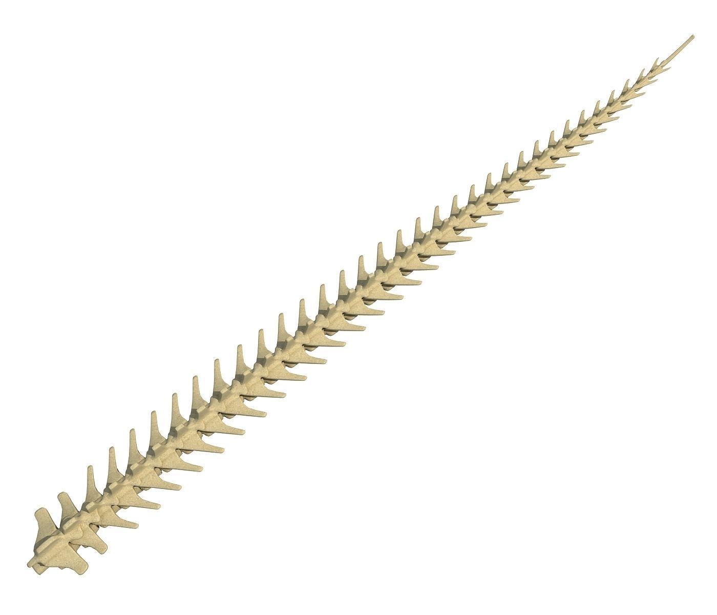 Animal Tail Bones 3D model_1