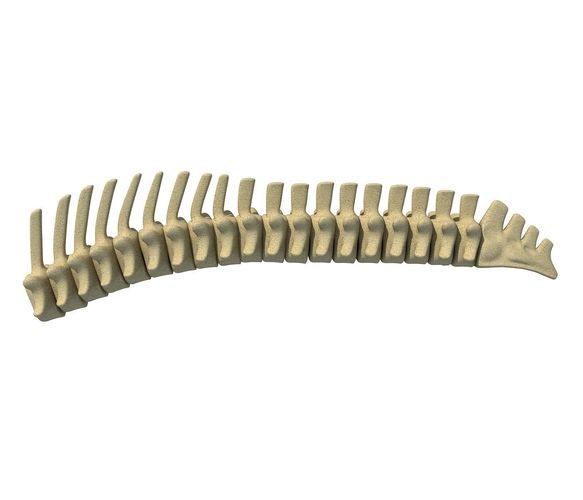 Mammal Spinal Column 3D model