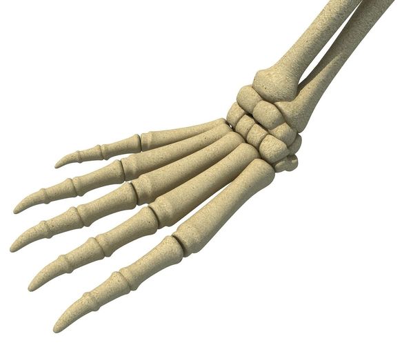 Mammal Scapula Skeleton  3D model