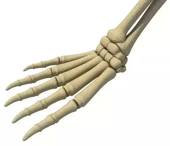 Mammal Scapula Skeleton  3D model