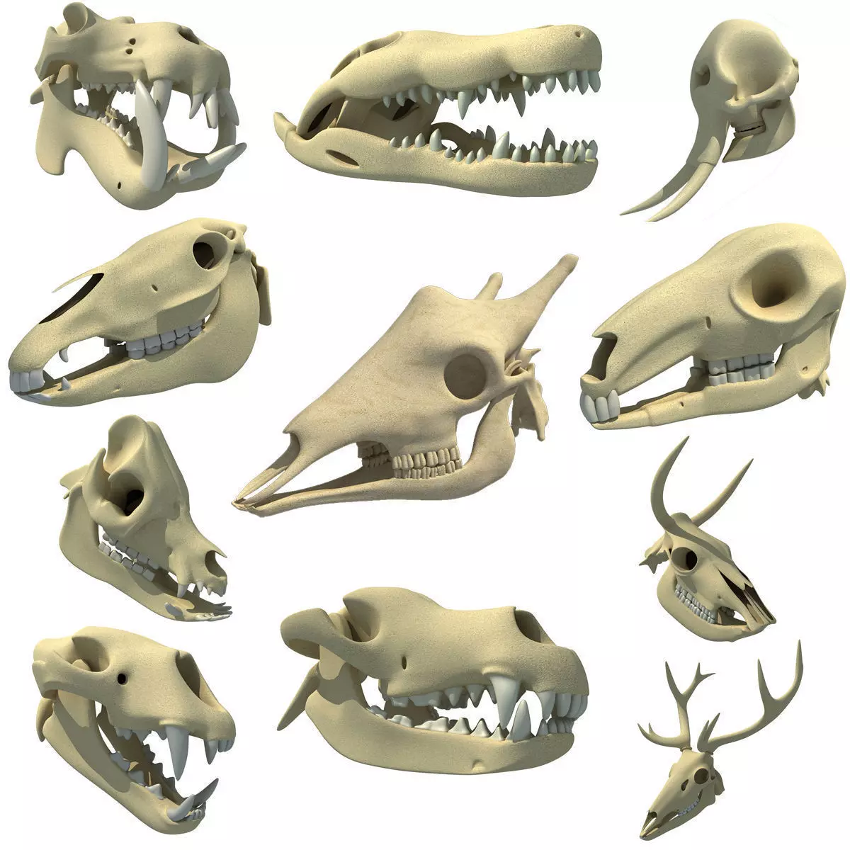 Animal Skulls 3D model