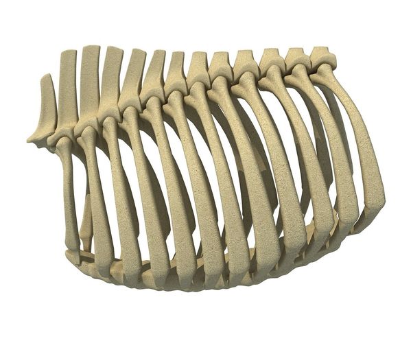 Bull Animal Rib Cage  3D model