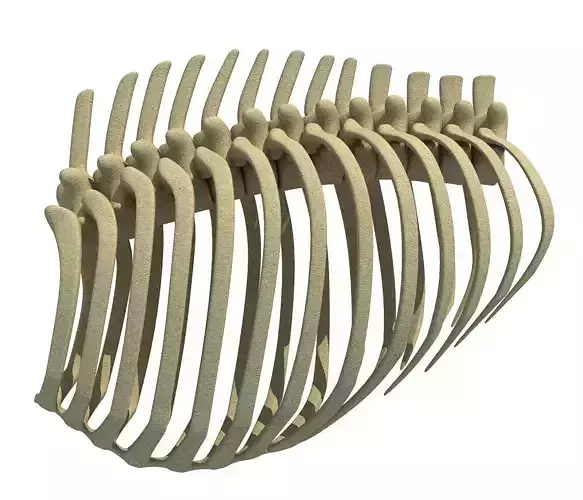 Mammal Animal Rib Cage