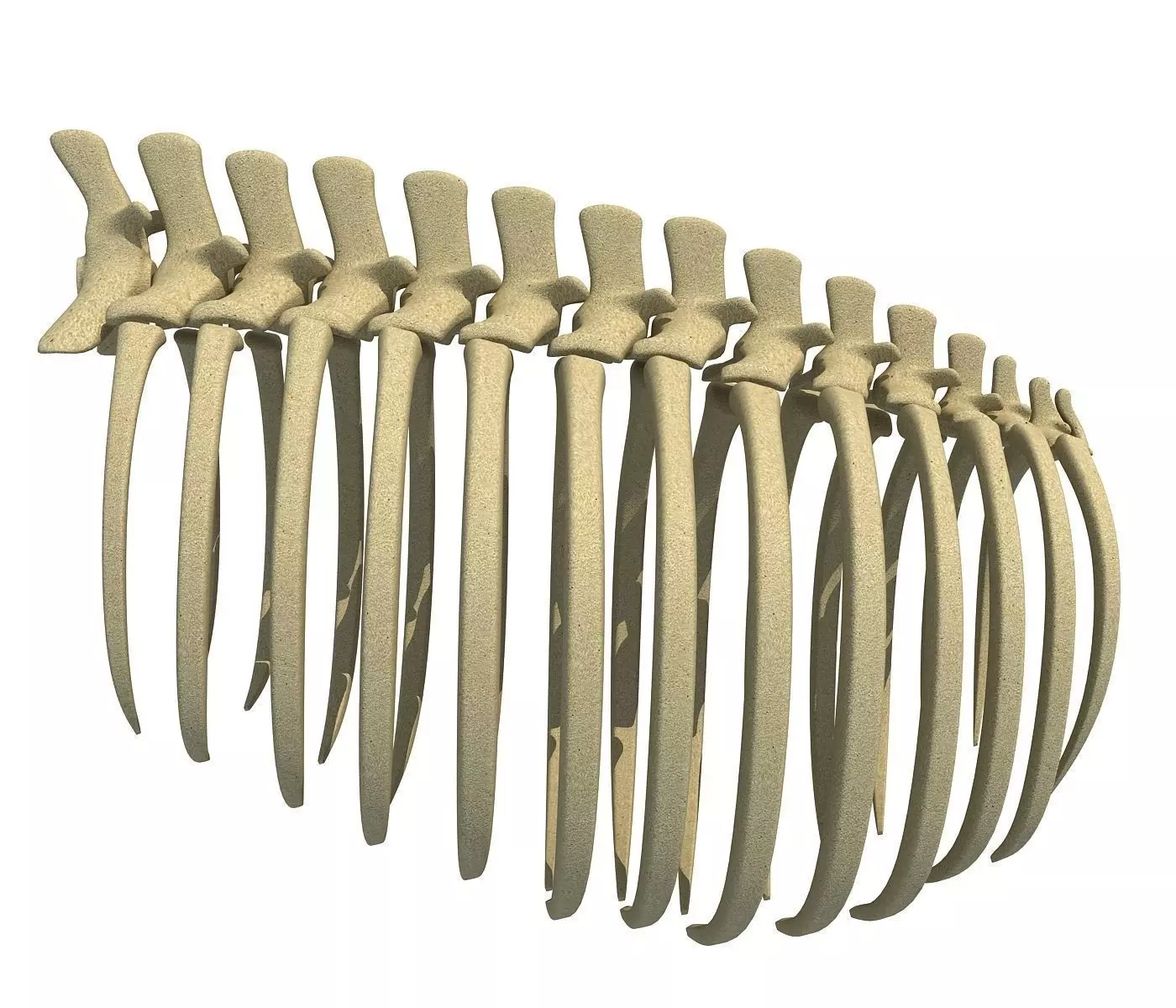 Animal Rib Cage 3D model
