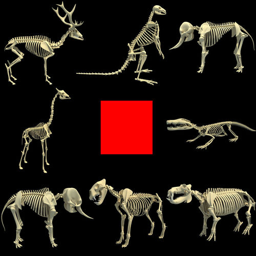 Animal Skeletons 3D model
