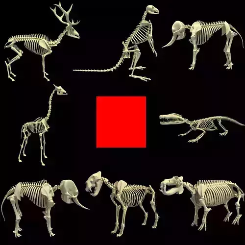 Animal Skeletons 3D model