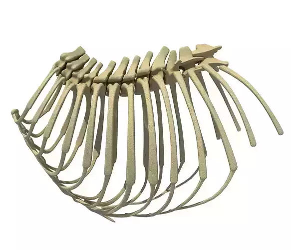 Animal Rib Cage  3D model