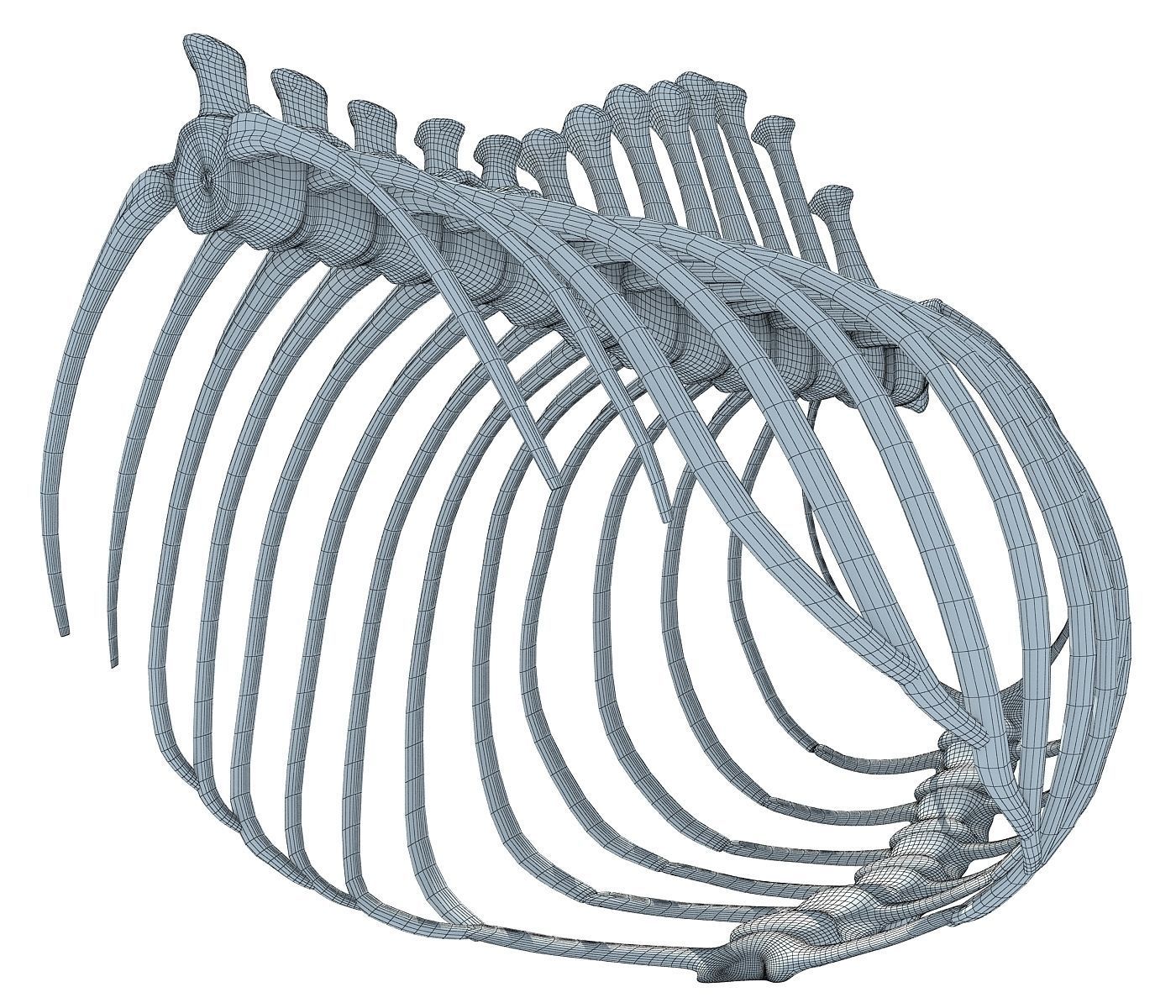 Animal Rib Cage  3D model_6