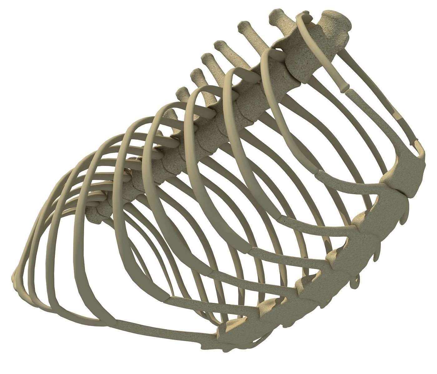 Animal Rib Cage  3D model_3