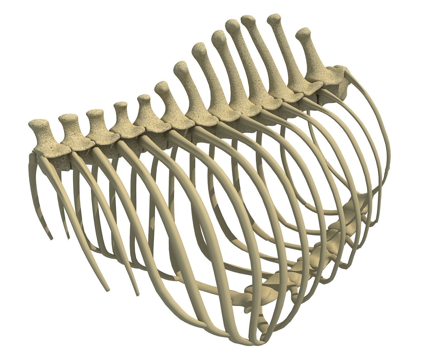 Animal Rib Cage  3D model_1