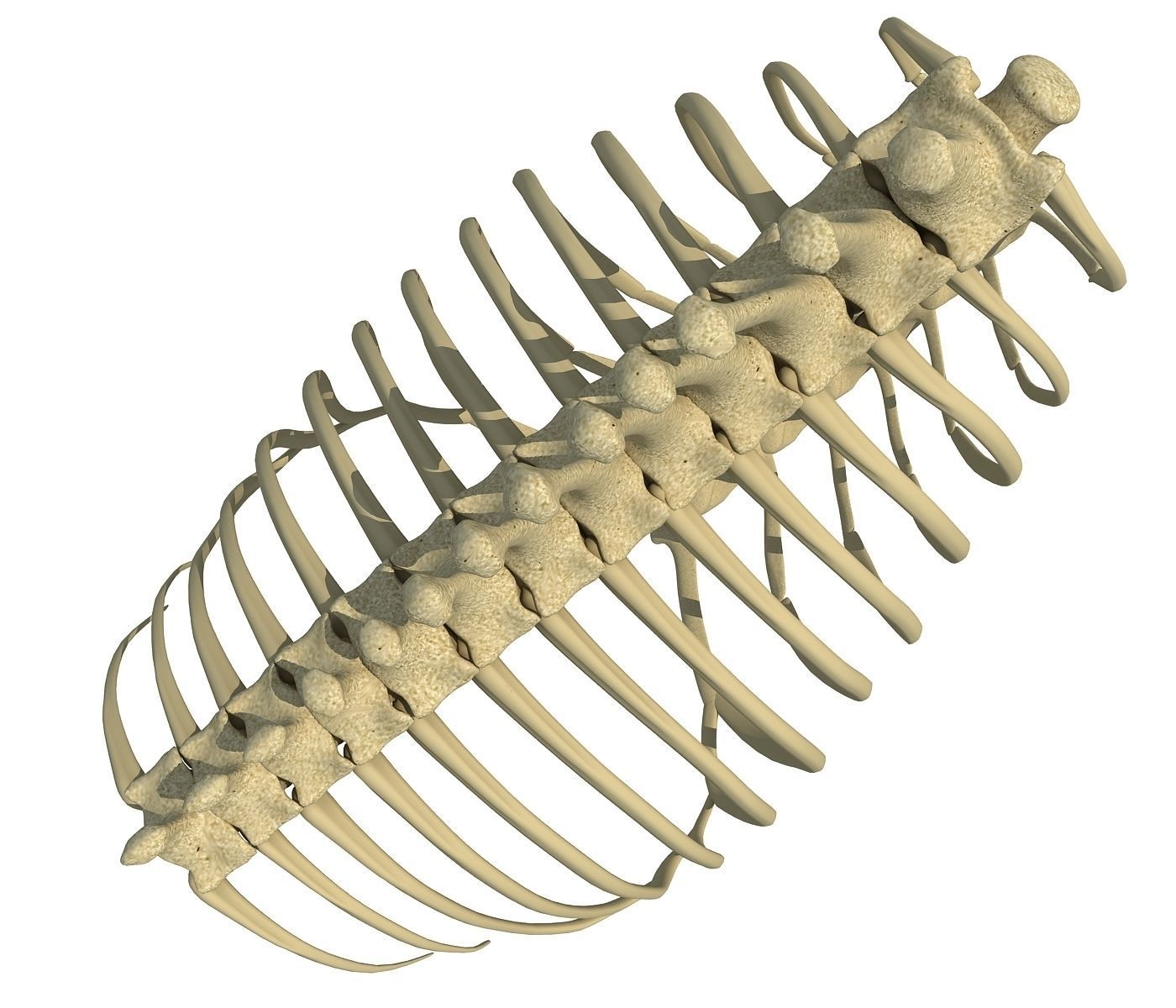 Animal Rib Cage  3D model_2