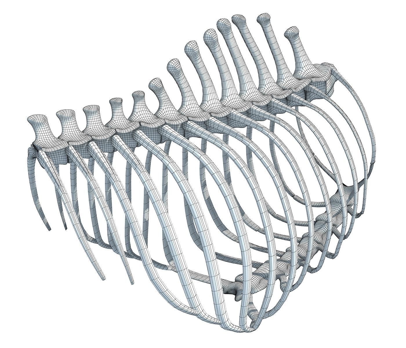 Animal Rib Cage  3D model_5