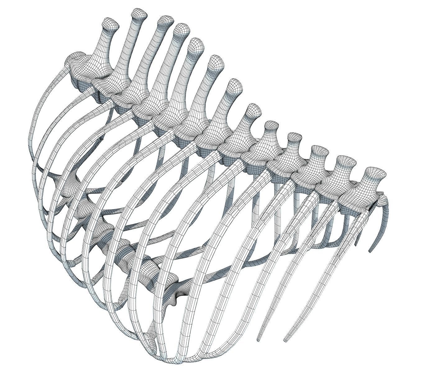 Animal Rib Cage  3D model_8