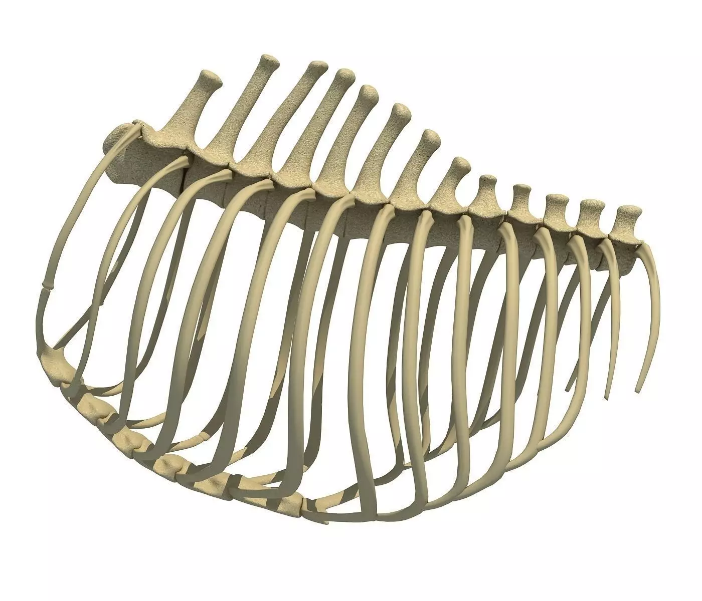 Animal Rib Cage  3D model_0