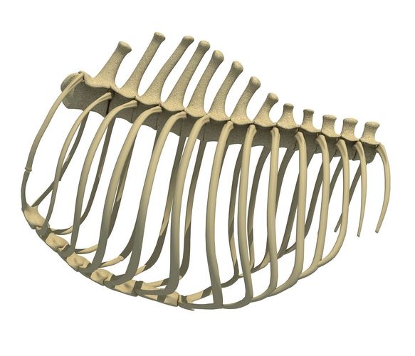 Animal Rib Cage  3D model