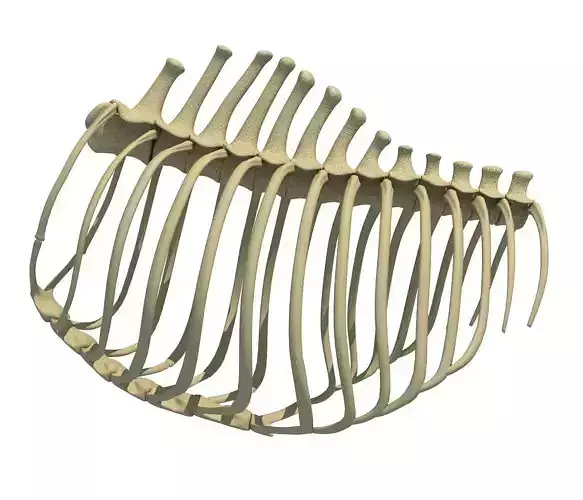 Animal Rib Cage  3D model
