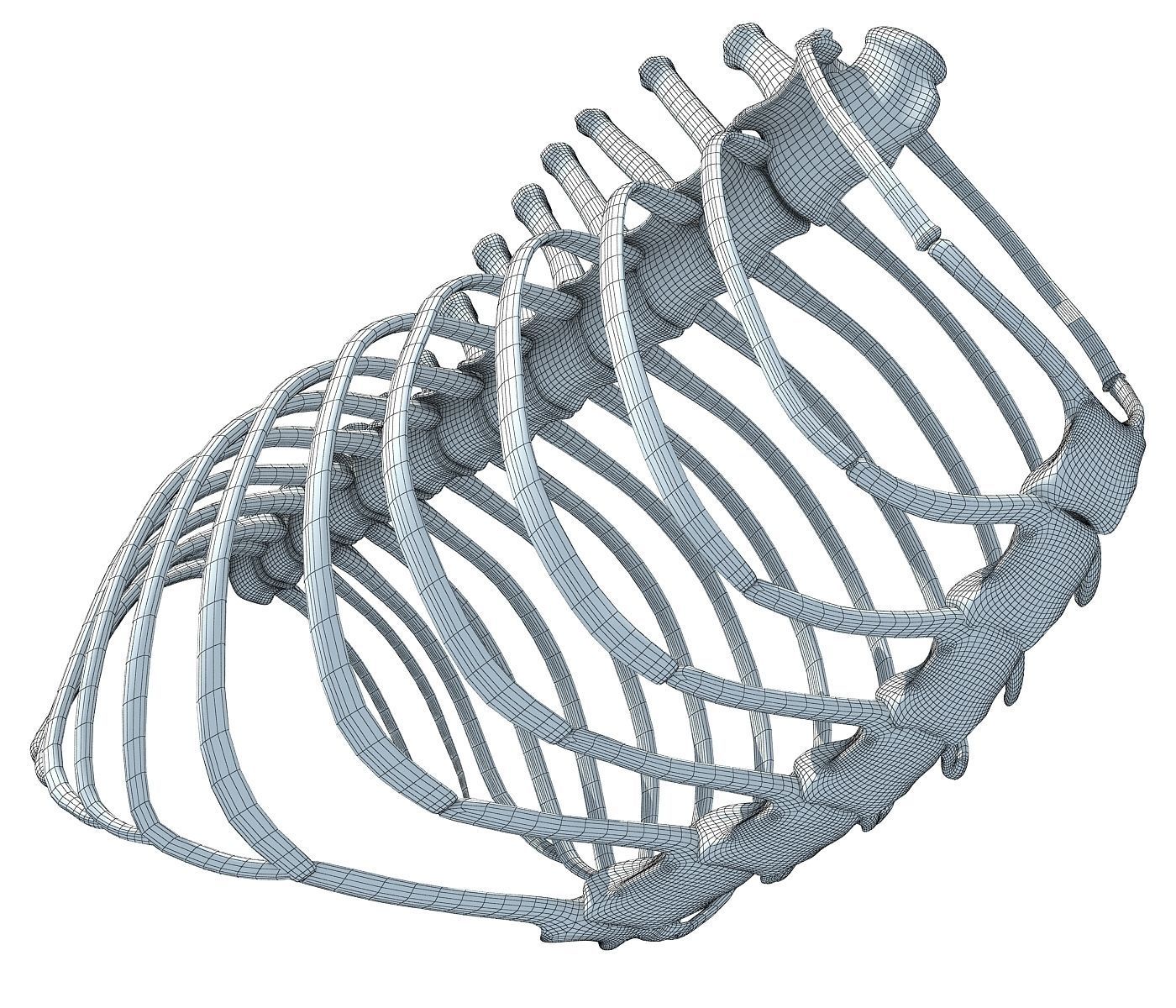 Animal Rib Cage  3D model_7