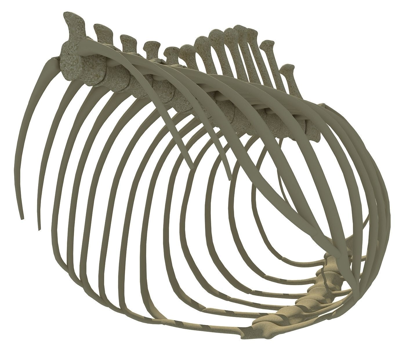 Animal Rib Cage  3D model_4