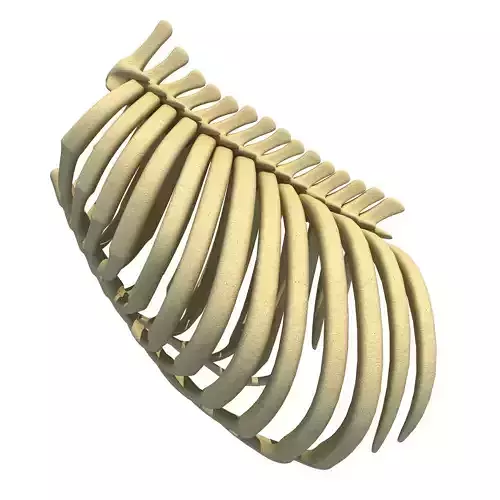 Gorilla Animal Rib Cage 3D model