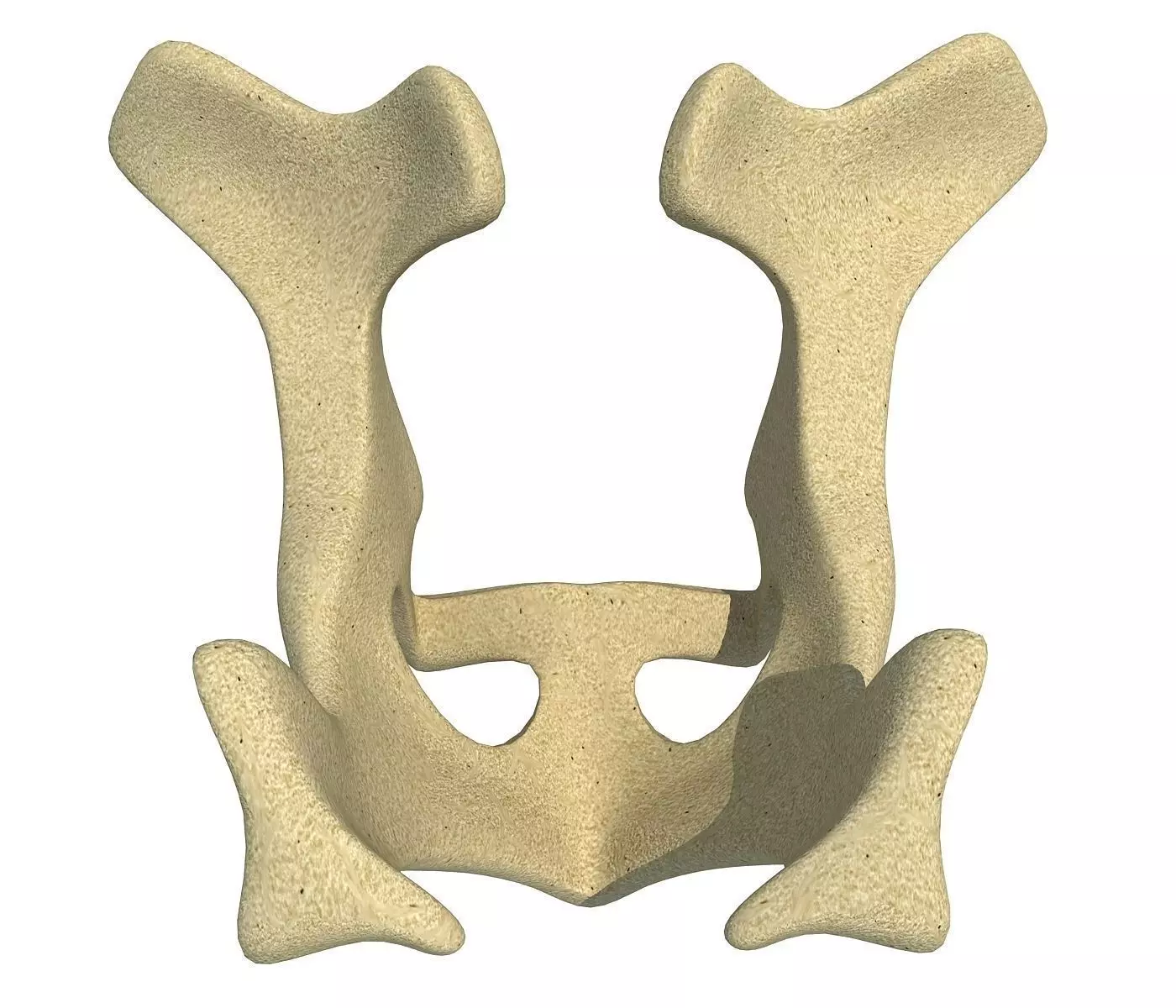 Animal Torso 3D model