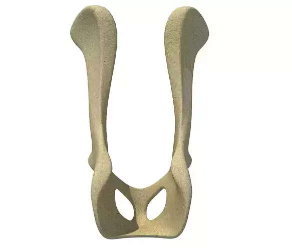 Animal Pelvis 3D model