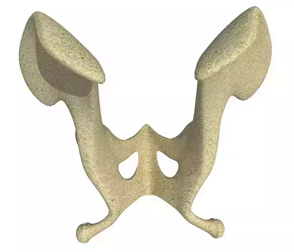 Camel Animal Pelvis 