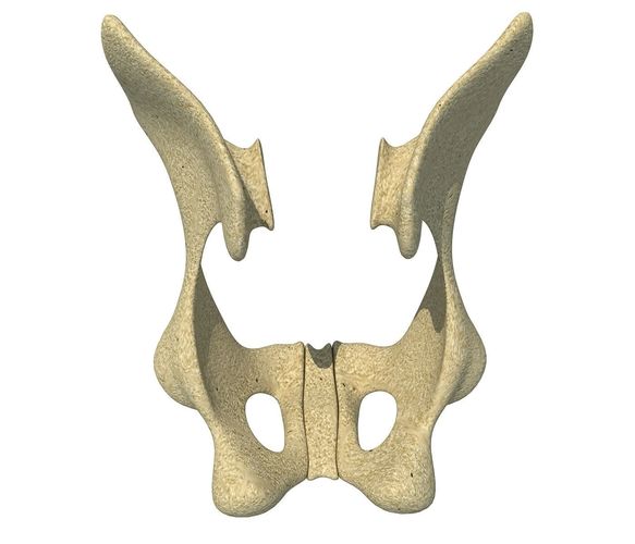 Animal Animal Pelvis  3D model