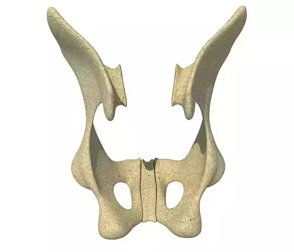 Animal Animal Pelvis  3D model