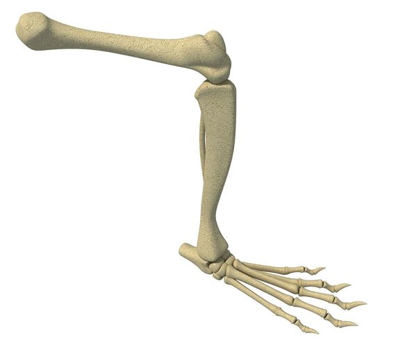 Rat Animal Leg Skeleton  3D model