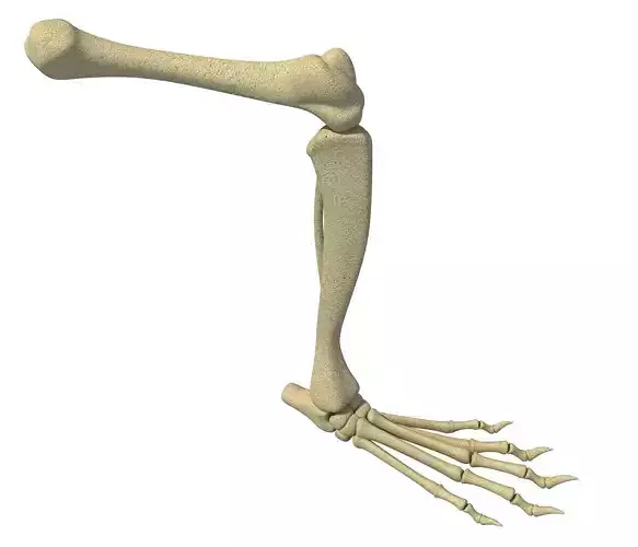 Rat Animal Leg Skeleton  3D model
