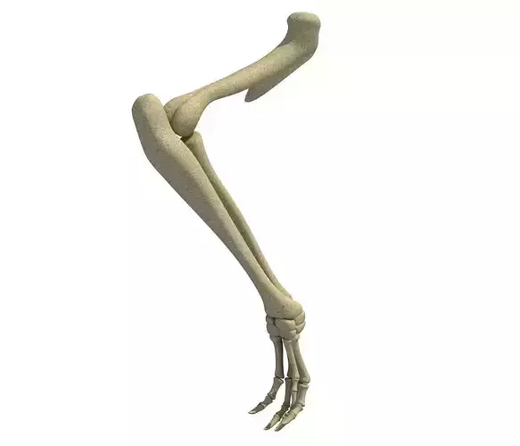 Anatomic Rat Animal Leg Skeleton  3D model