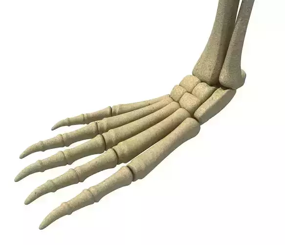 Animal Feet Leg Skeleton  3D model